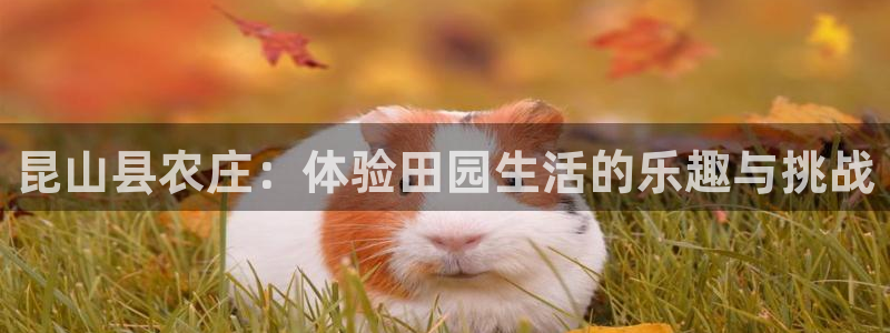 fh至尊什么意思
