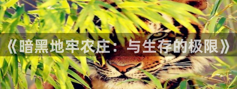 fh至尊安全吗