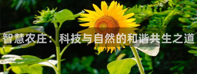 老凤凰改名FH至尊黑钱