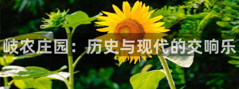 fh至尊闪退