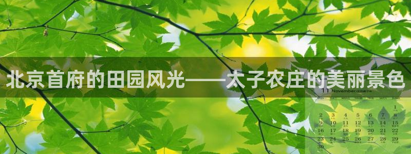 凤凰至尊fh凤凰版0a