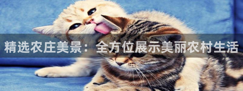 FH至尊是正规平台吗