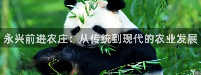 fh至尊凤凰代理