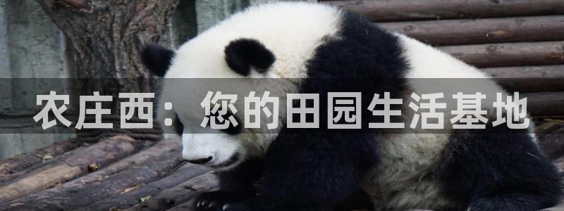 fh至尊为什么不更新了