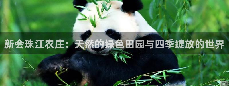 fh至尊