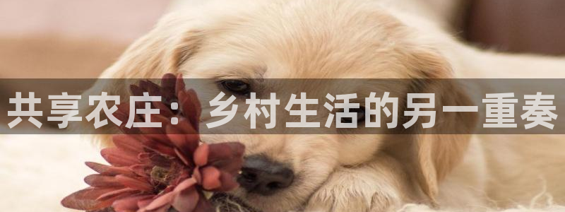 fh至尊是什么牌子