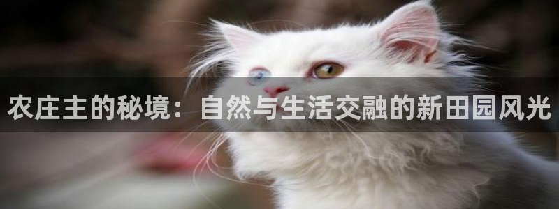 FH至尊平台是什么平台